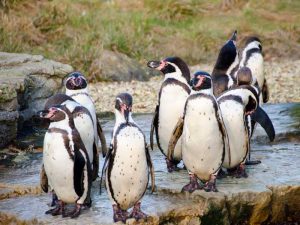 Перуанский пингвин фото