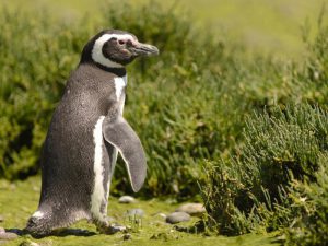 Магелланский пингвин фото