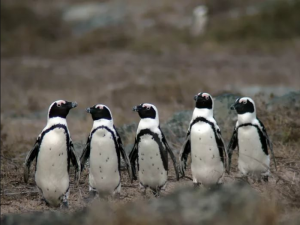 Африканский пингвин фото