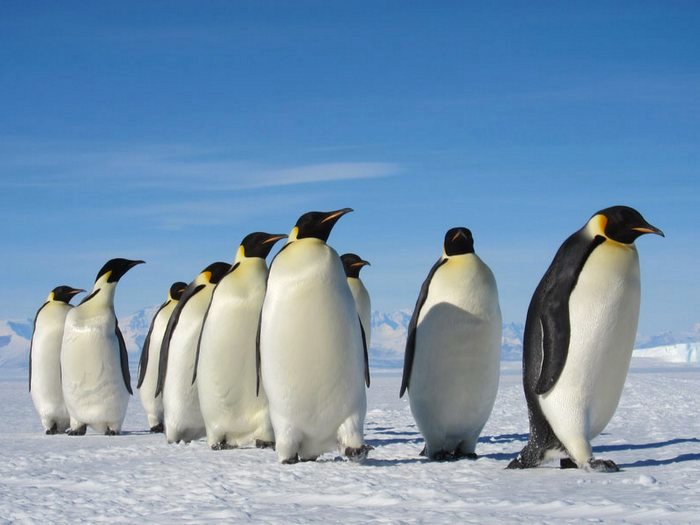 где живут пингвины