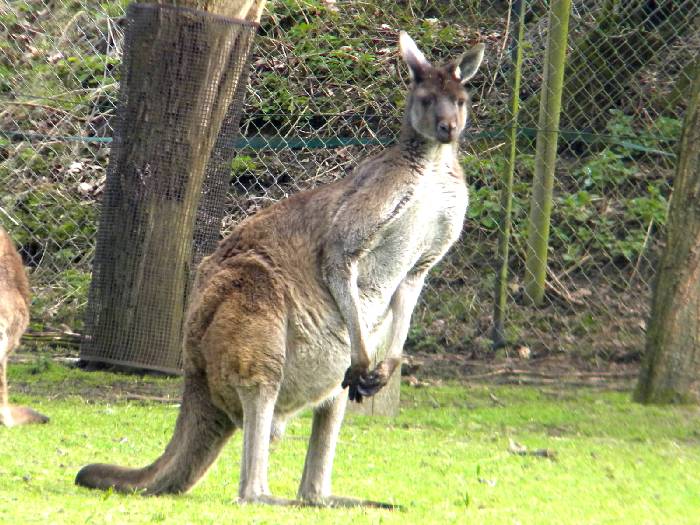 Животное Австралии Исполинский кенгуру