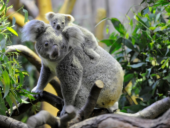 Мама-коала с детенышем