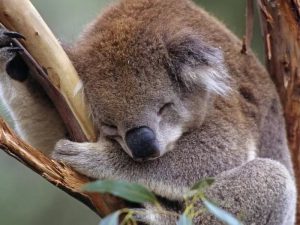 Неподвижный коала фото