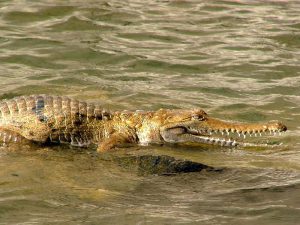 Крокодил Джонстона фото