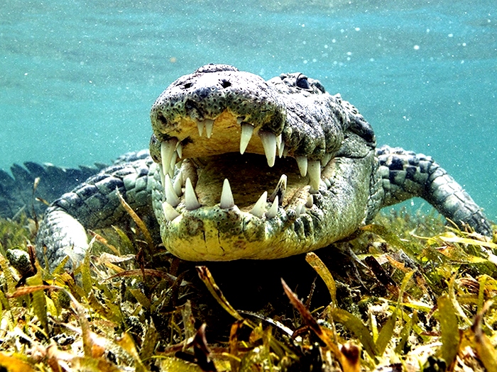 Крокодил на дне