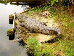 Настоящий американский крокодил фото