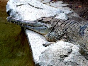 Необычный крокодил