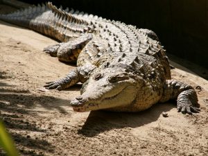 Крокодил — ночное животное фото