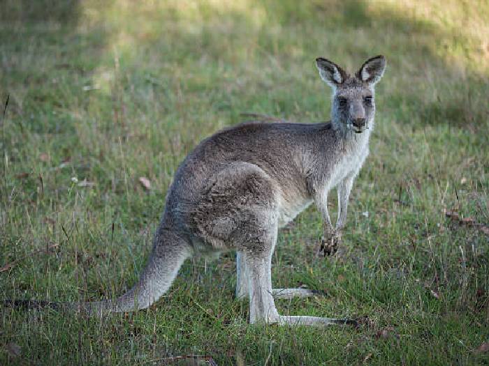Обычный серый кенгуру