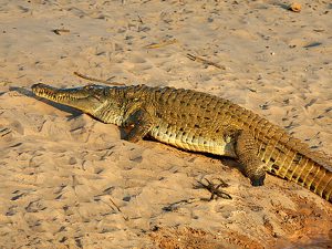 Orinoco crocodle фото