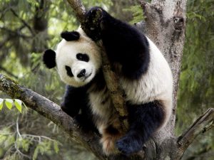 Гимнастика панды фото
