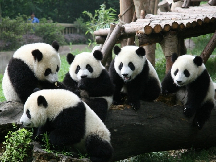 Семейка панды