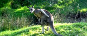 Серый кенгуру. Описание и образ жизни серого кенгуру
