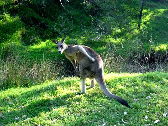 Серый кенгуру. Описание и образ жизни серого кенгуру