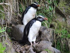 Пингвин Виктории фото