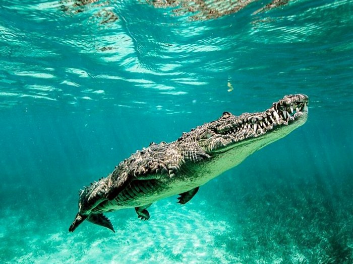 Фауна Австралии Под водой