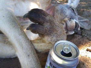 Пьяный серый кенгуру