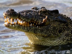 Крокодилы фото