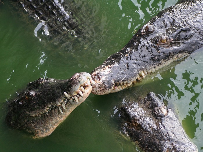 Крокодилы красавцы
