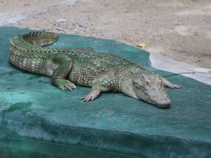 Сиамский крокодил в зоопарке