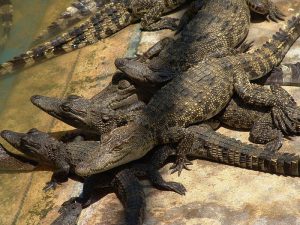 Крокодилы подростки