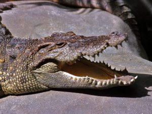 Крокодил из Сиама фото