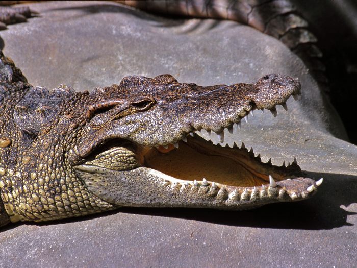 Крокодил из Сиама