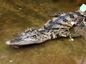 Крокодил в воде фото