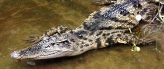 Крокодил в воде