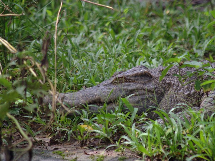 Крокодил в кустах