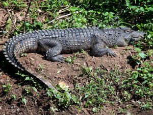 Siamese crocodile фото