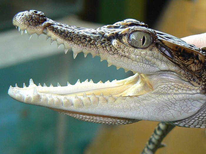 Сиамский крокодильчик