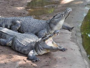 Пара сиамских крокодилов фото