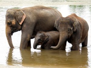 Слоны на водопое фото