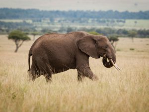 Всемирный день защиты слонов
