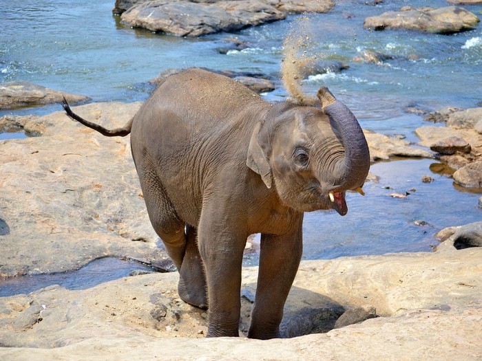 Отличие африканского и индийского слона. 10-ть отличий саванного и азиатского слонов