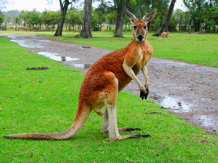 Животное Австралии рыжий кенгуру