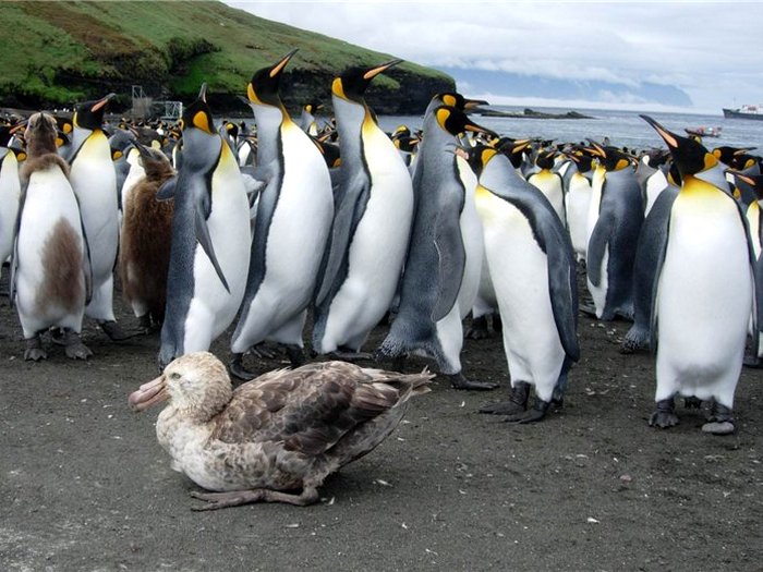 Буревестник среди пингвинов