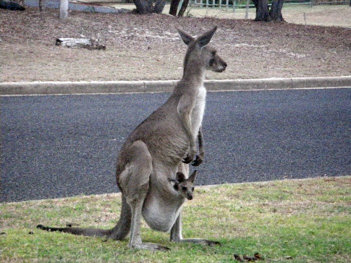 Сумчатое животное кенгуру