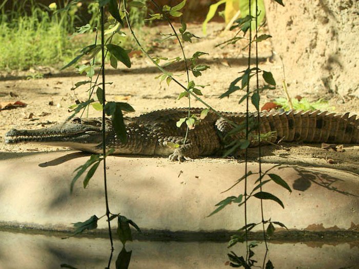 Животное Австралии Узкорылый крокодил