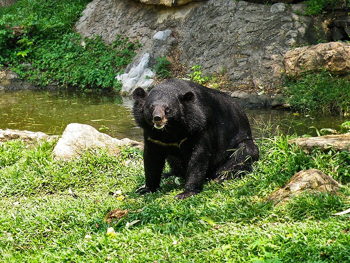 Медведь у ручья