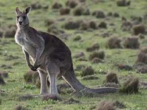 Западный кенгуру фото