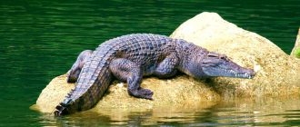 Филиппинский крокодил