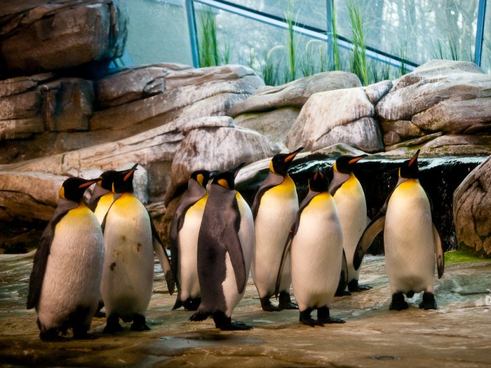 где живут пингвины в Арктике или Антарктике