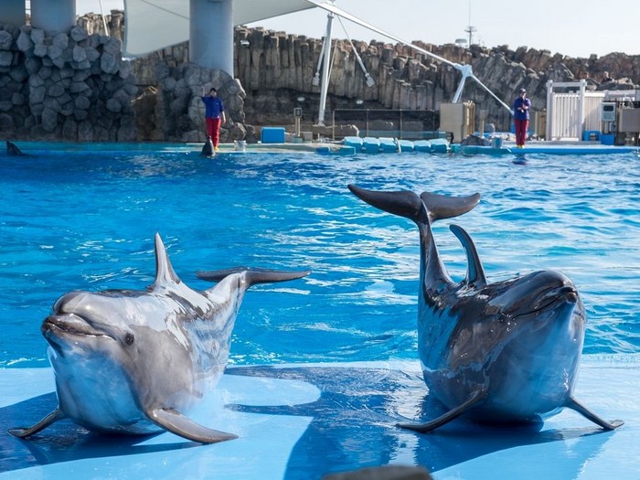 Дельфинарии Крыма. Какие есть дельфинарии в Крыму?