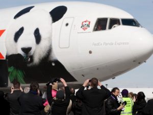 panda фото