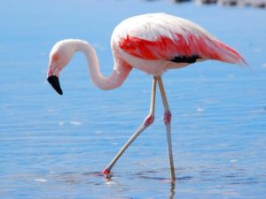 Интересные факты о фламинго. 28 фактов о фламинго