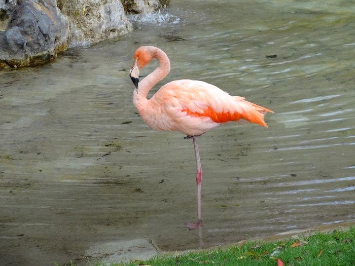 Фламинго-птица-Описание-и-образ-жизни-фламинго-7