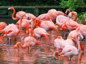 Колония фламинго фото