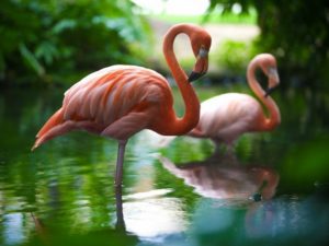 Фламинго птица. Описание и образ жизни фламинго
